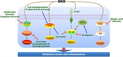 Therapeutic mechanism and clinical application of Chinese herbal medicine against diabetic kidney disease